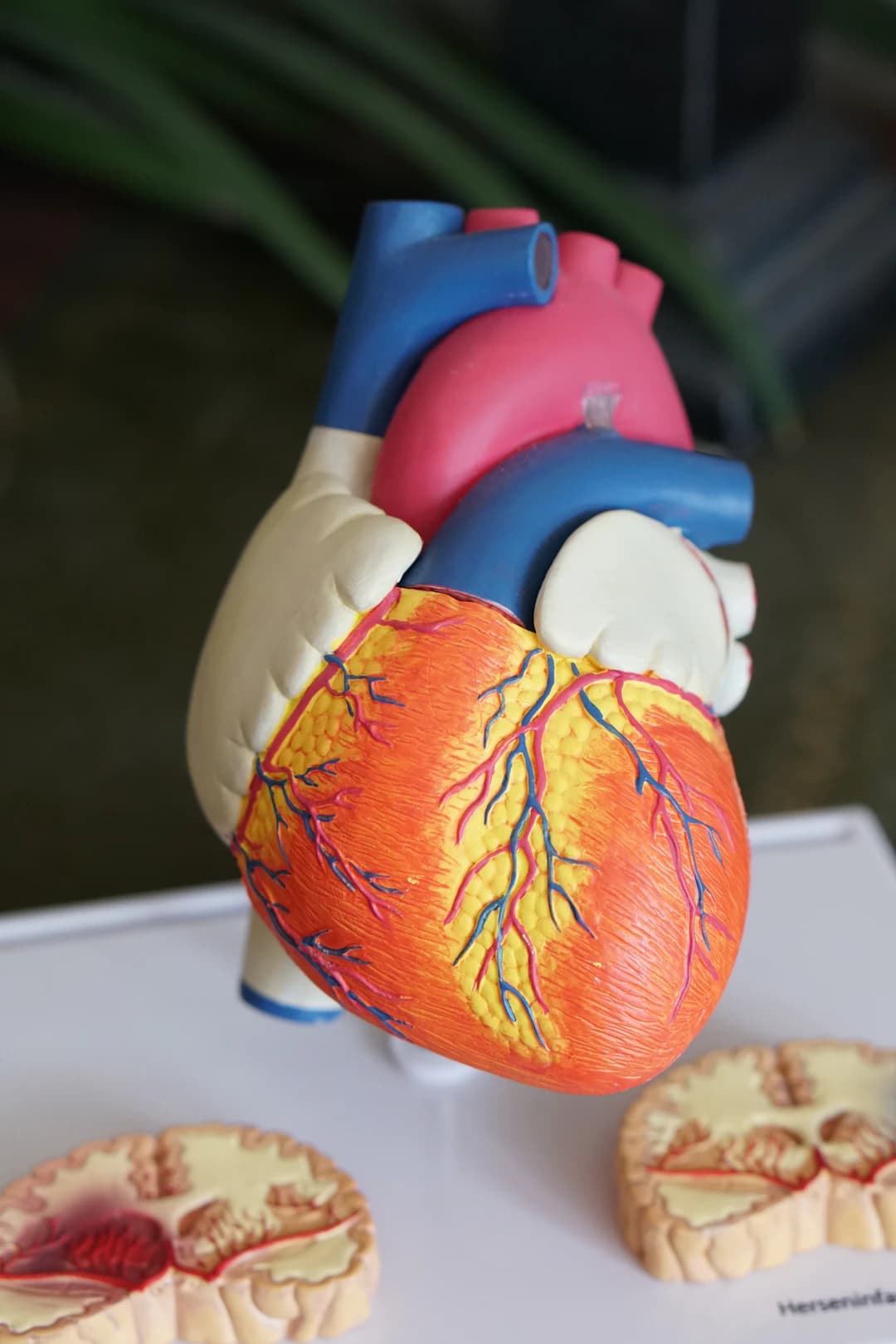 Bio-Hacking and Longevity: The Ultimate Investment