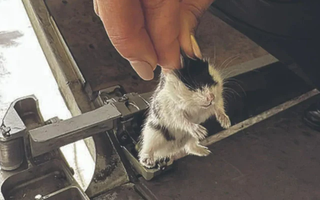 Cargo plane grounded after 130+ escaped hamsters cause chaos
